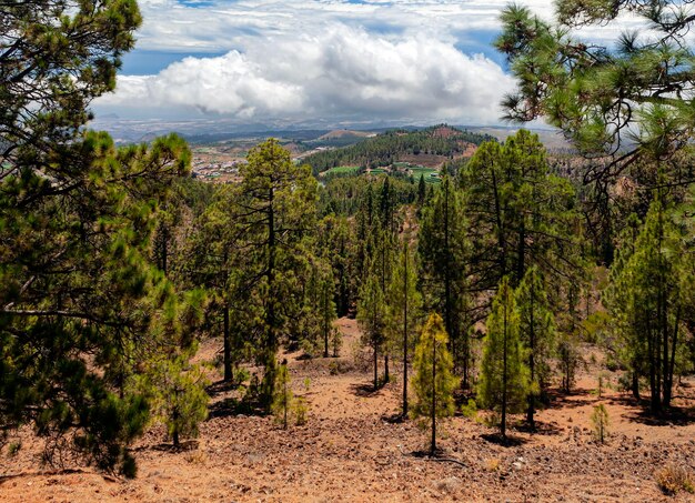 Malerische Berglandschaft. Kakteen, Vegetation. Kanarische Insel.Teneriffa.Spanien..