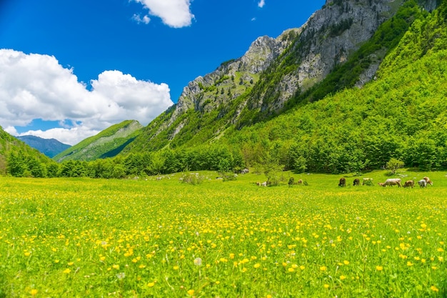 Malerische Blumen auf der Wiese im Hochgebirge