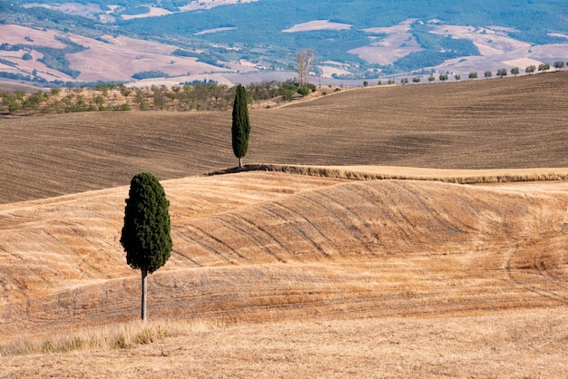 Malerische gelbe landwirtschaftliche Felder mit Zypressen in der Toskana Italien