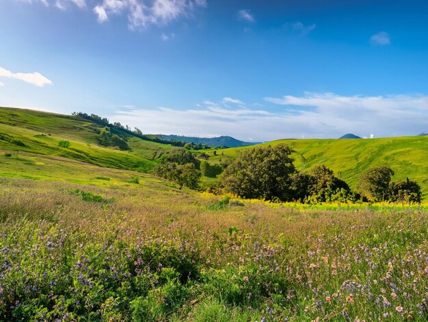 malerische grüne Landschaft im Hintergrund