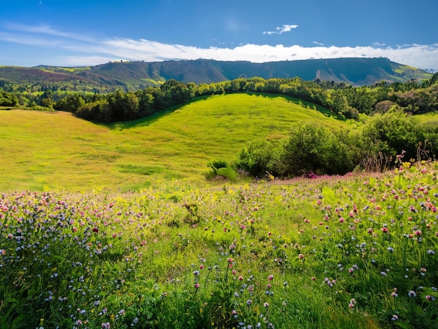 malerische grüne Landschaft im Hintergrund