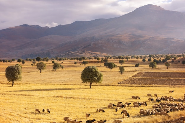 Malerische ländliche landschaften in der türkei. herbstsaison.