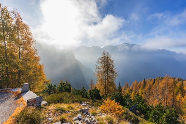 Malerische Lärchen im Nebel entlang der Straße in der Nähe des Mangartpasses Slowenien