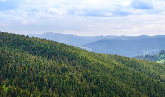 Malerische Landschaft der Karpaten im Sommer mit Nadelwald im Vordergrund