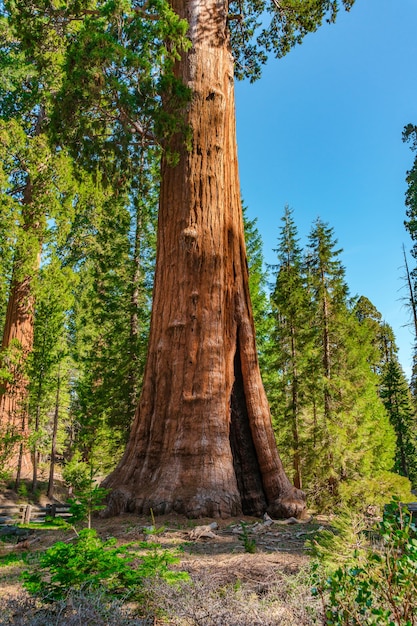 Malerische Landschaft im Sequoia Nationalpark USA