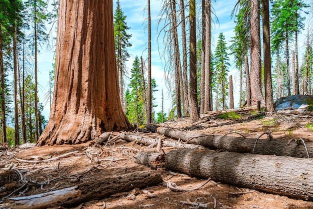 Malerische Landschaft im Sequoia Nationalpark USA