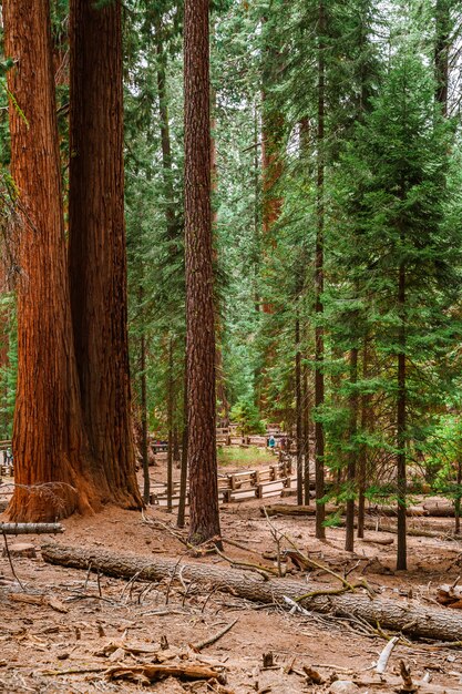 Malerische Landschaft im Sequoia Nationalpark USA