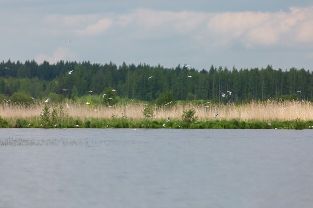 malerische Landschaft mit dem See und den Möwen, die um die grasbewachsene Küste fliegen