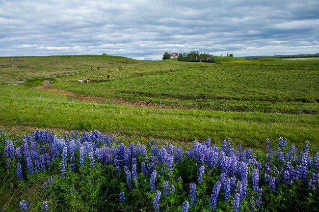 Malerische Landschaft mit grüner Natur in Island im Sommer.