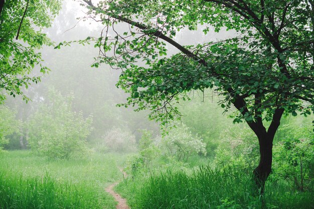 Malerische Landschaft mit schönen üppigen grünen Bäumen und Nebel.