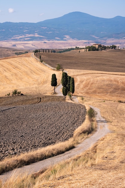 Malerische Landstraße mit Zypressen unter gelben Sommerfeldern in der Toskana Italien