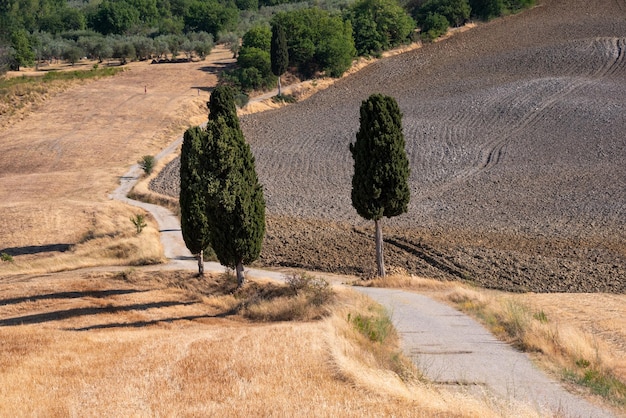 Malerische Landstraße mit Zypressen unter gelben Sommerfeldern in der Toskana Italien