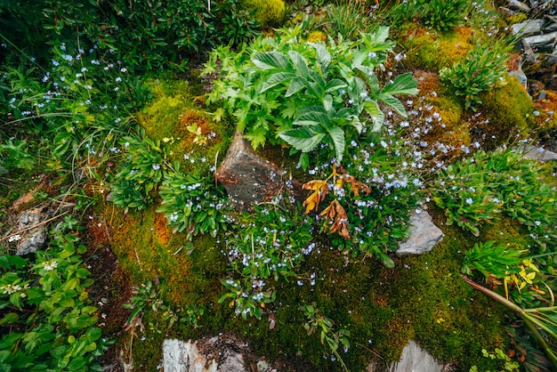 Malerische Natur mit dichtem Moos und üppiger Vegetation der Berge. Moosiger Hang mit frischem Grün und vielen kleinen Blumen am Berghang. Nasse Pflanzen. Bunter Hintergrund der reichen alpinen Flora.