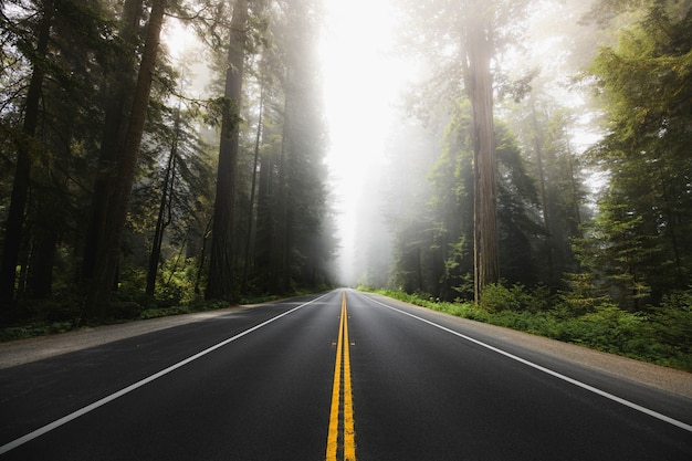 Malerische Route im Redwood National Forest in Kalifornien, USA