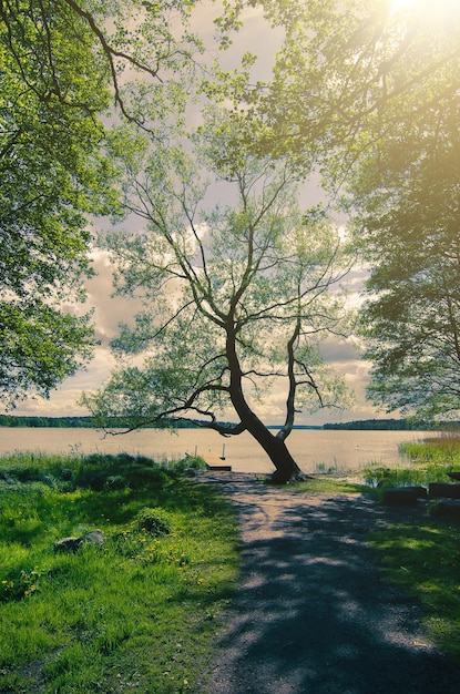 Malerische skandinavische sonnige Frühlingslandschaft mit natürlichem saisonalem Vintage-Hipster-Hintergrund von Baum und See