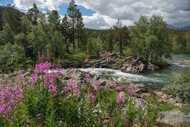 Malerische Sommerlandschaft im norwegischen Vestland