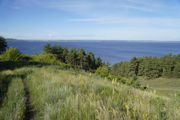 Malerische Sommerlandschaft mit Baum und Kräutern an der Wolga-Küste Uljanowsk