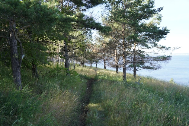 Malerische Sommerlandschaft mit Baum und Kräutern an der Wolga-Küste Uljanowsk