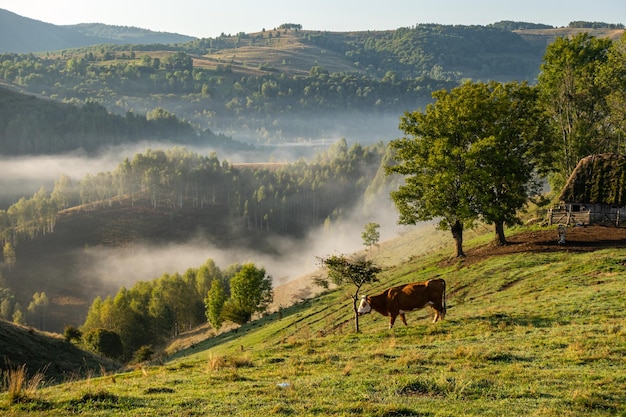 Malerische Szene mit Kuh in den Bergen