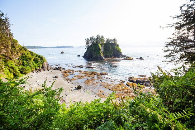 Malerische und strenge Pazifikküste im Olympic National Park, Washington, USA. Felsen im Meer und große Baumstämme am Strand.