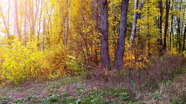 Malerische Waldecke mit gelben Bäumen im Sonnenlicht