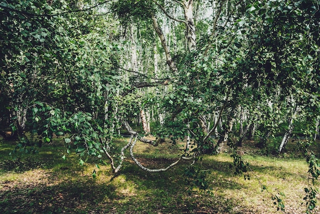 Foto malerische waldlandschaft mit russischen birken und grün in vintage-tönen. lebendige grüne sommerlandschaft des birkenhains. grüne blätter auf ästen von birken im sonnenlicht. schöner sonniger birkenwald