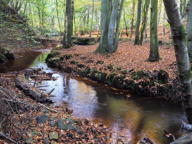 Malerischer Blick auf den Ashdown Forest in Sussex