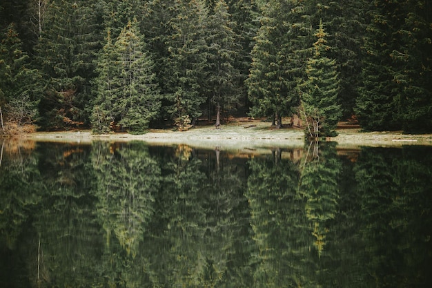 Malerischer Blick auf den See mit Bäumen