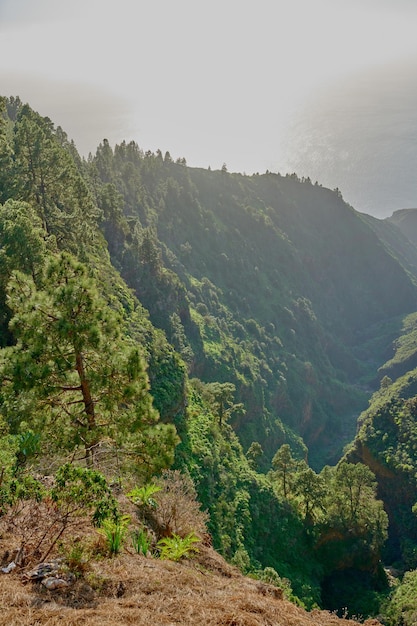 Malerischer Blick auf den üppig grünen Wald in den Bergen der Kanarischen Inseln La Palma in Spanien Hohe Pinien wachsen in einem stillen Wald der Zen-Natur in Harmonie mit stillem, beruhigendem Ambiente