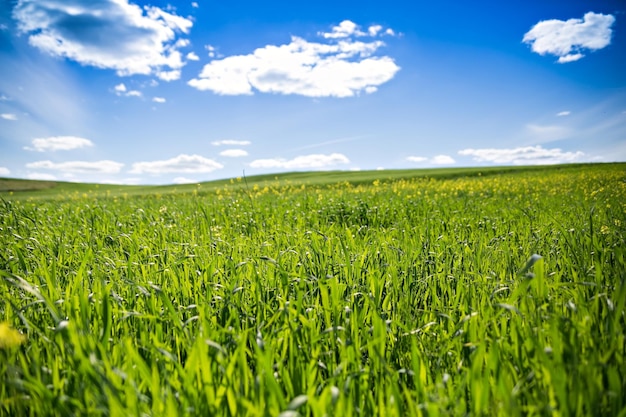 Malerischer Blick auf die grüne Wiese