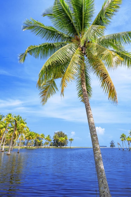 Malerischer Blick auf die tropische Insel mit Kokospalmen und schönem Tag