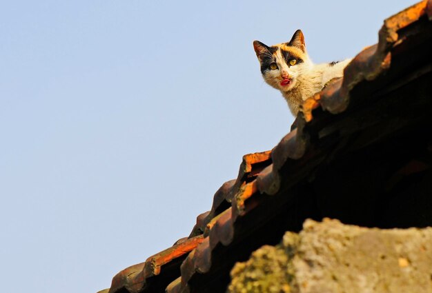 Malerischer Blick auf eine streunende Katze auf dem Dach eines Gebäudes