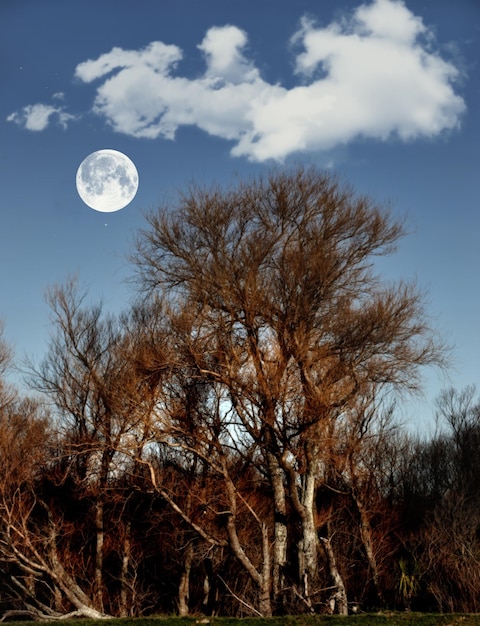 Malerischer Blick auf einen Vollmond über einem magischen Wald aus patulösen Bäumen am Abend mit Kopierraum Hohe Bäume wachsen in einer mystischen natürlichen Umgebung vor einem wolkig blauen Nachthimmel von unten