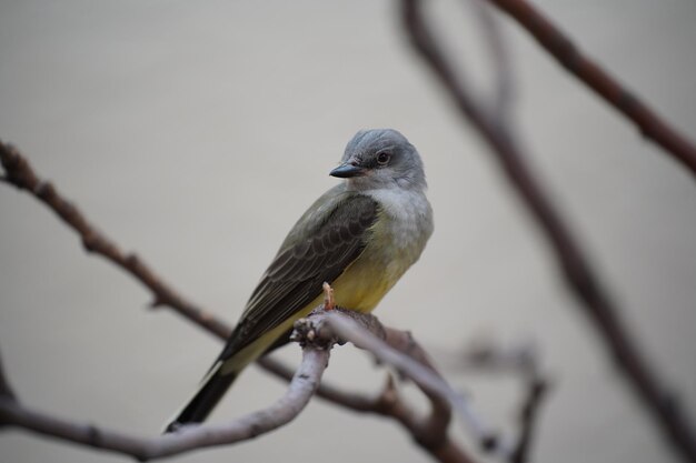 Malerischer Blick auf einen westlichen Kingbird, der auf einem Ast auf einem verschwommenen Hintergrund thront