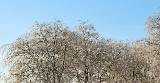 Malerischer Blick auf Winterbuchen ohne Blätter, klarer blauer Himmel und Kopierraum in abgelegenen Landschaftswäldern in Norwegen Wälder mit trockenen Fallästen und Zweigen in einer ruhigen, abgelegenen Naturumgebung