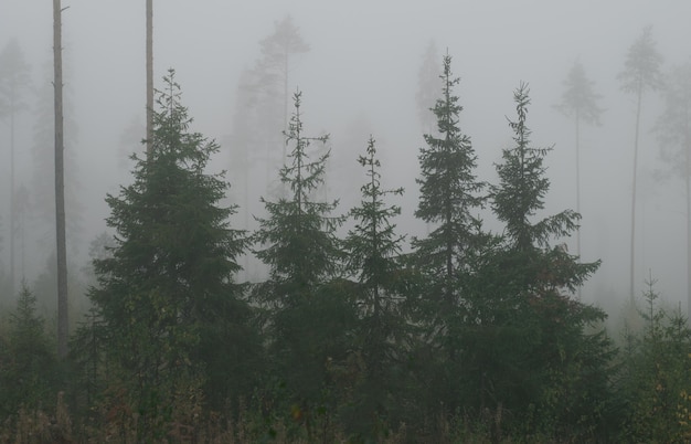 Malerischer Herbstwald im Nebel.