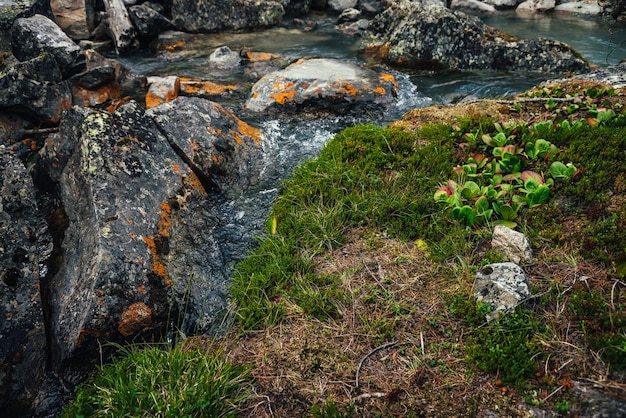 Malerischer Naturhintergrund des türkisfarbenen klaren Wasserstroms zwischen Felsen mit Moosen, Flechten und wilder Flora. Stimmungsvolle Berglandschaft mit transparentem Gebirgsbach. Schöner Gebirgsbach.