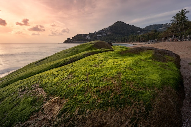 Malerischer Sandstrand mit Granitfelsen, die bei Sonnenaufgang mit lebendigen Algen bewachsen sind Samui Thailand