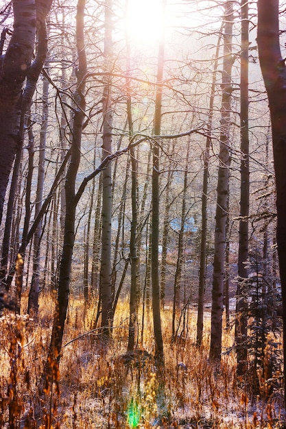 Malerischer schneebedeckter Wald in der Wintersaison. Gut für Weihnachtshintergrund.