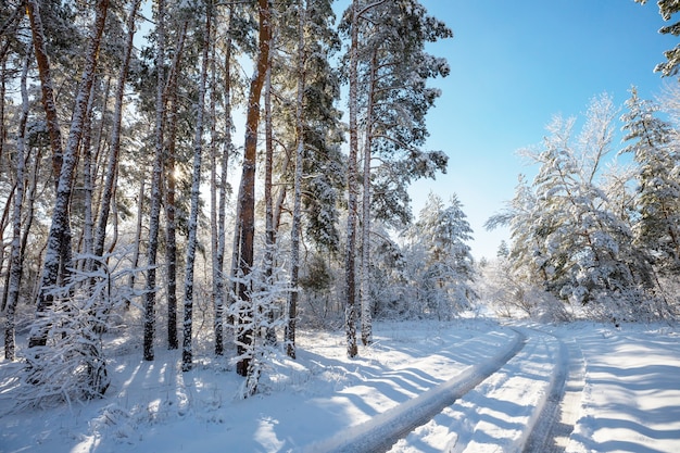 Malerischer schneebedeckter Wald in der Wintersaison.