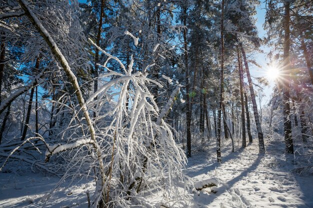 Malerischer schneebedeckter Wald in der Wintersaison.