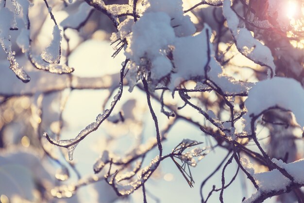 Malerischer verschneiter Wald im Winter