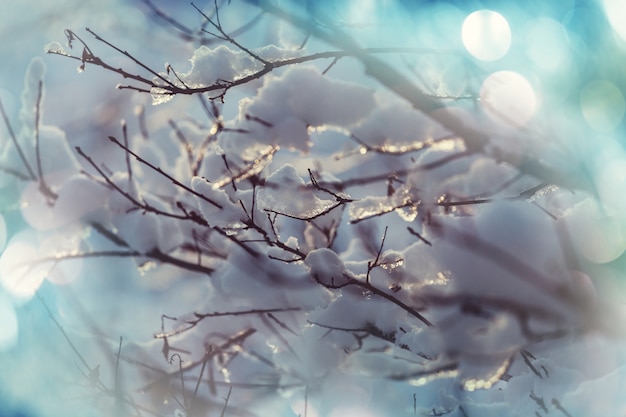 Foto malerischer verschneiter wald im winter