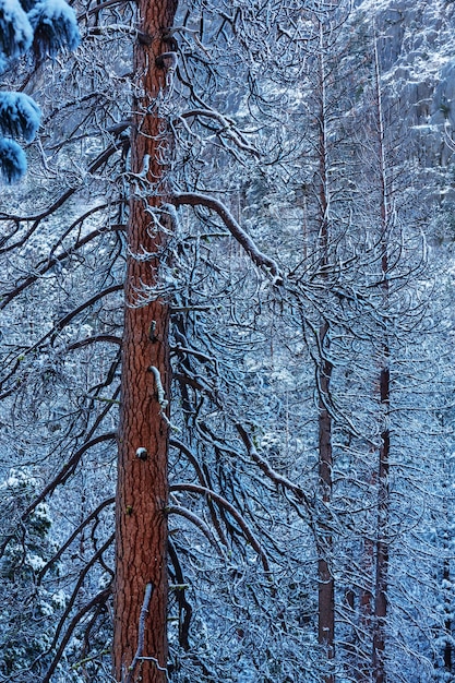 Malerischer verschneiter Wald im Winter