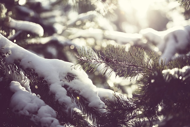 Malerischer verschneiter Wald im Winter