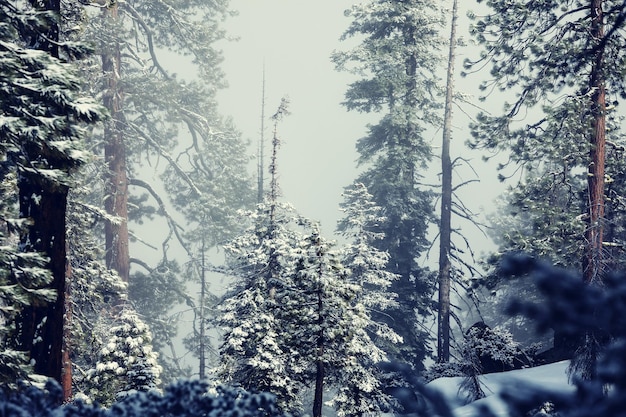 Foto malerischer verschneiter wald im winter