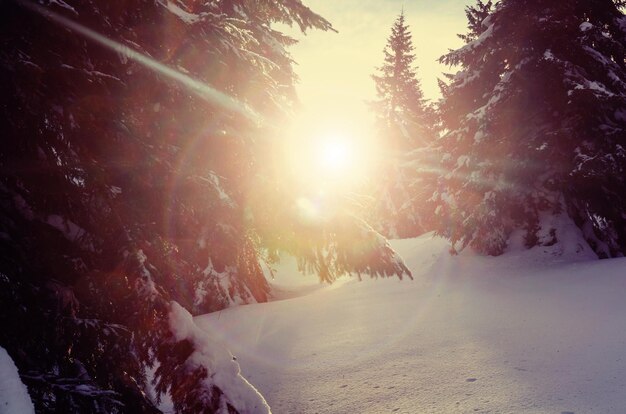 Malerischer verschneiter Wald im Winter