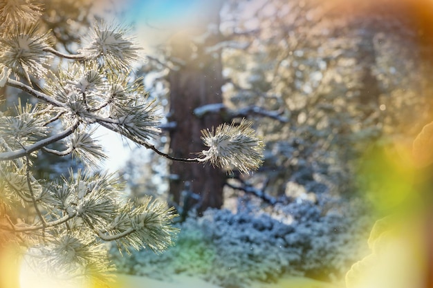 Malerischer verschneiter Wald im Winter