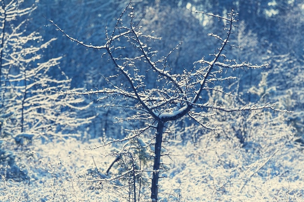 Malerischer verschneiter Wald im Winter