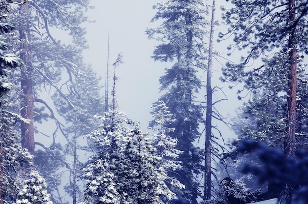 Malerischer verschneiter Wald im Winter